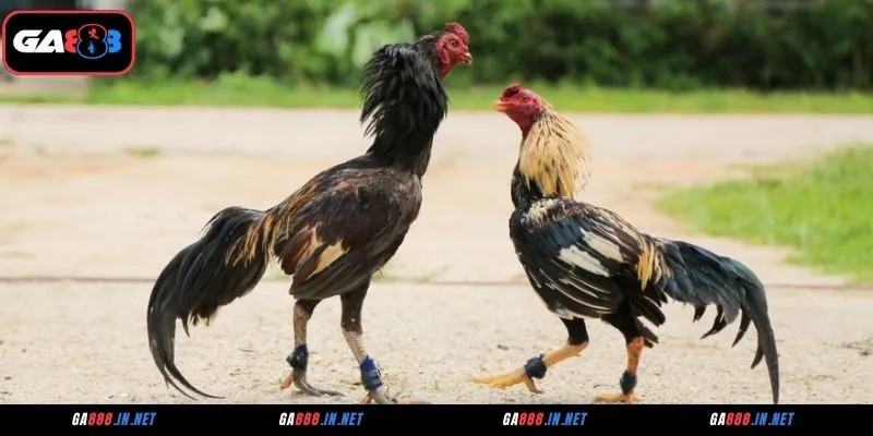 Tổng hợp những trận đá gà ICF GA888 kịch tính, mãn nhãn